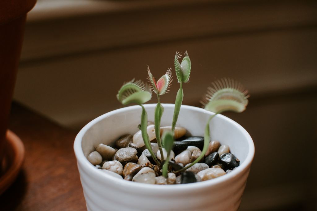 Beyond Photosynthesis: The fascinating world of carnivorous, parasitic, and strange&nbsp;plants