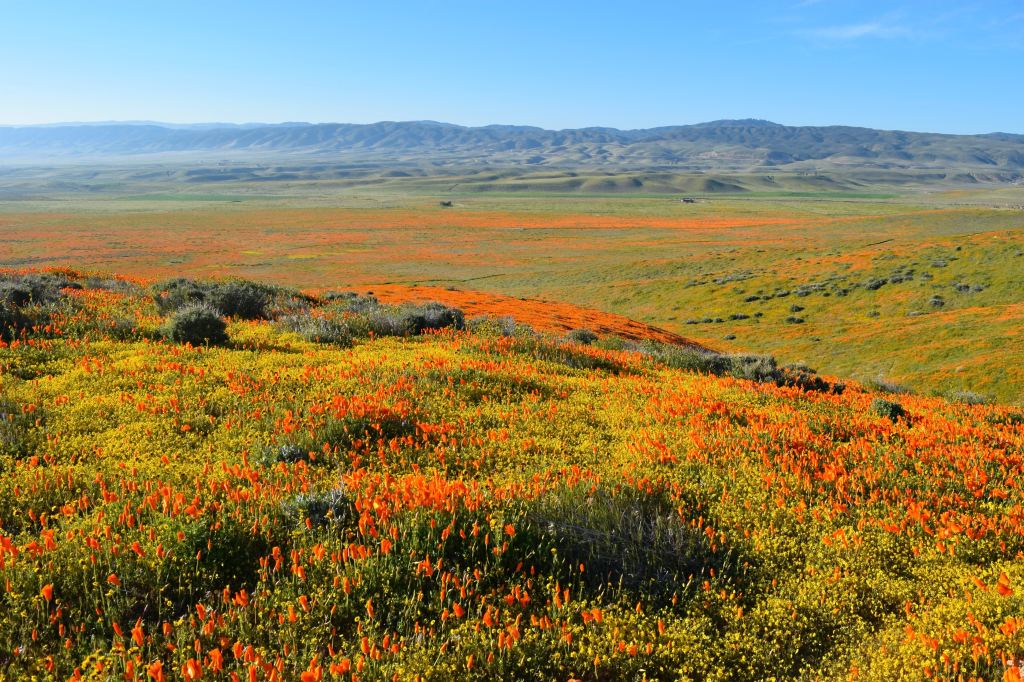 The California super bloom is back 