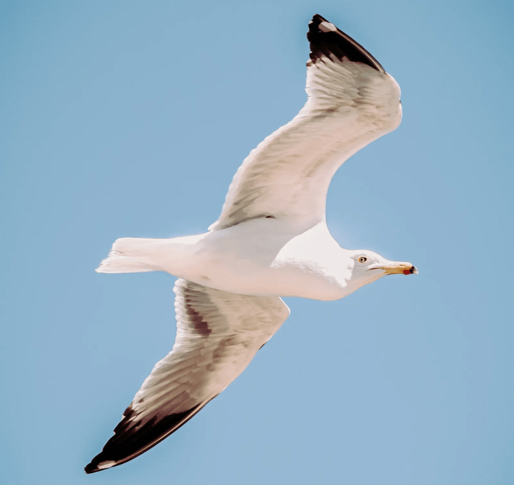 Seagulls: The Feathered Intruders of&nbsp;GHC