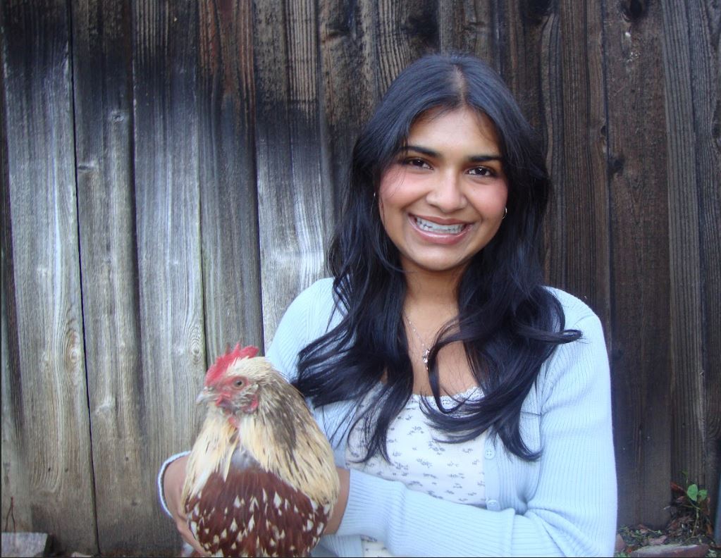 Anika Nawar invest“egg”ates poultry&nbsp;welfare